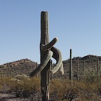 Saguaro cactus 