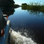 *Pantanal, en avant