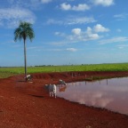 *Pantanal au sec