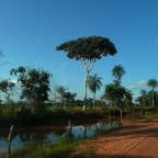 *Pantanal