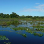 *Pantanal