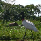 *Tiuyuiu, Pantanal