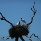 *Tiuyuiu, Pantanal