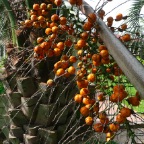 *palmier, fruits  noyau