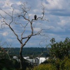 *Iguazu, Ar