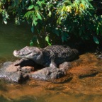 *alligator Iguazu