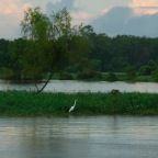 *ibis, les flottantes