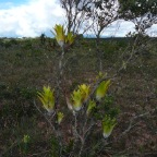 *gran Sabana