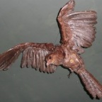 *guacharo, oiseau nocturne