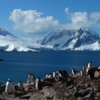 *colonie de gentoo