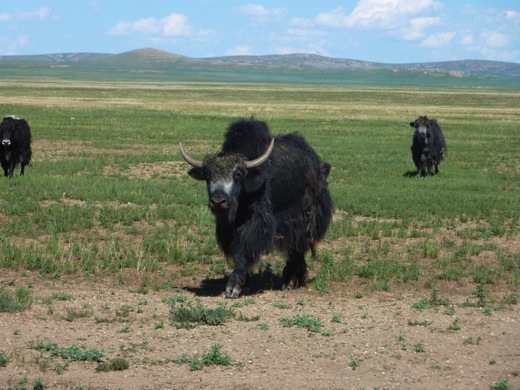 yak