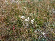 pâturage d'edelweiss