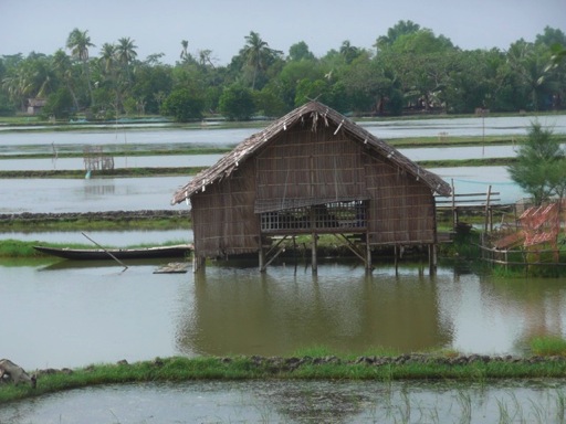 sundarbans7