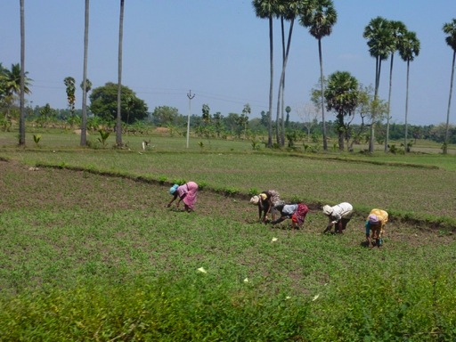 tanjavur14