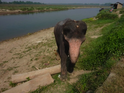 elephant4