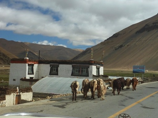 tibet26