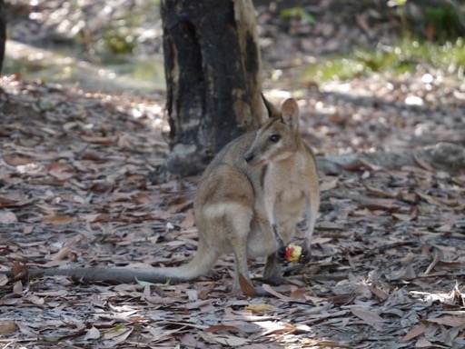 kakadu40