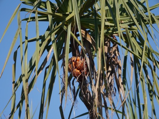 pandanus2