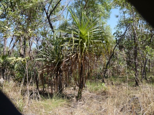 pandanusKakadu